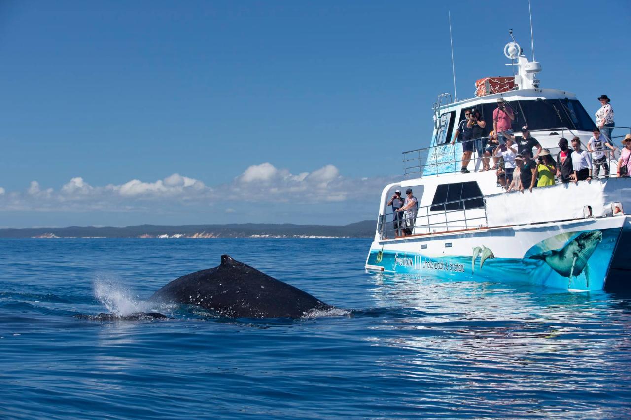 Freedom Whale Watch 